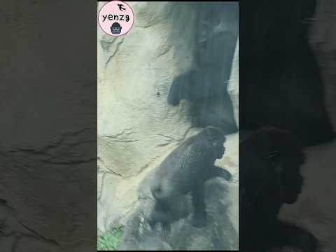 Jabali下雨天好開心,捉弄爸爸D'jeeco gorillatag gorilla taipeizoo 金剛猩猩… サムネイル