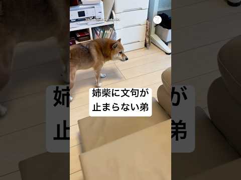 姉柴に怒られて文句が止まらない弟柴🐶　　　柴犬　犬　犬のいる暮らし 面白い　かわいい犬 サムネイル