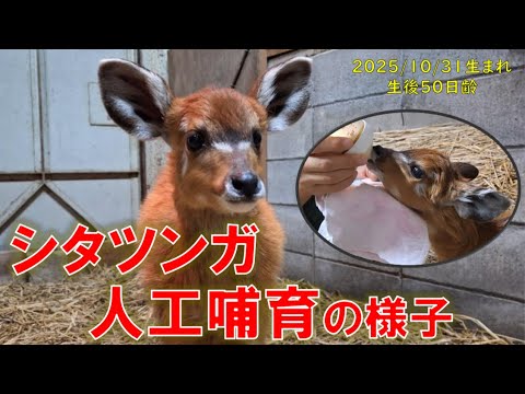 シタツンガの人工哺育？！　東武動物公園　公式YouTubeチャンネル サムネイル