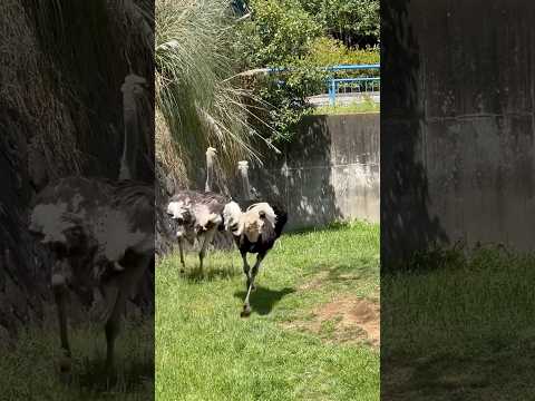 shorts 翼くんと瞳ちゃん 連れ立ってGO〜！　ダチョウ　千葉市動物公園にて　2026年4月19日 サムネイル