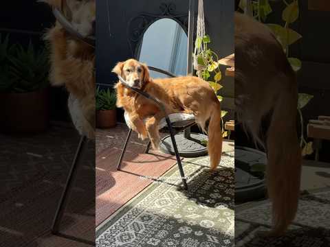 dog-tor coby to rescue🛟goldenpup puppy goldenpupppy dogbree… サムネイル