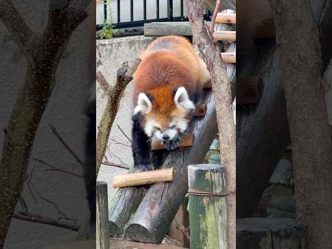 shorts 一歩一歩 ケンシンくん レッサーパンダ 大森山動物園 2026年9月20日