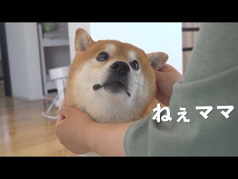 ママが好きすぎる柴犬、この日は特別でした。 サムネイル