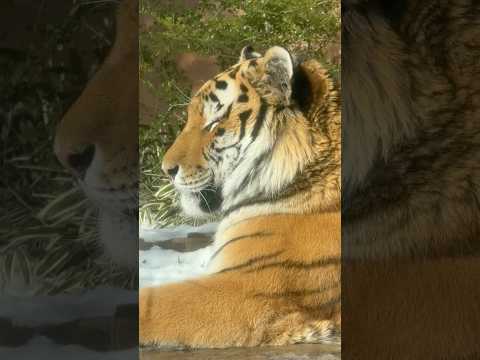 shorts くつろぐ令くん　アムールトラ🐯　那須どうぶつ王国　2026年2月1日 サムネイル