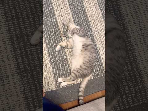 おデブちゃん　保護猫 サムネイル