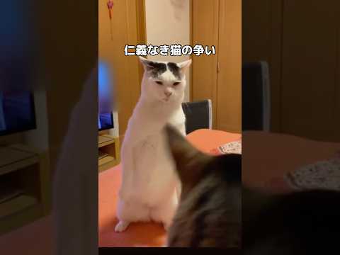 仁義なき猫の争いが激しすぎる 野良猫 保護猫 白猫 shorts サムネイル