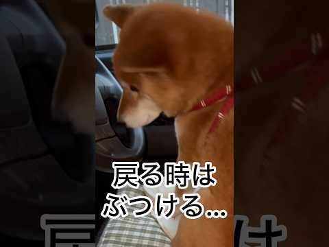 ’26.2.22 力丸の鼻が… 柴犬 shibainu 柴犬のいる暮らし 柴犬の日常 車中泊犬 カメラ目線 力丸 サムネイル