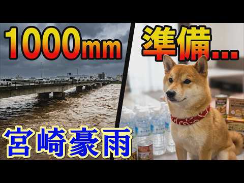 宮崎に前代未聞の大雨予報・・・4兄妹を死守します。