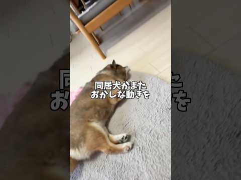 苦言をていしたい黒柴 サムネイル