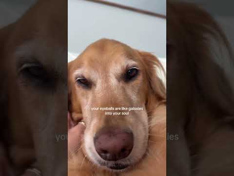 golden retriever puppies for sale🥵india retreiver dog puppy…