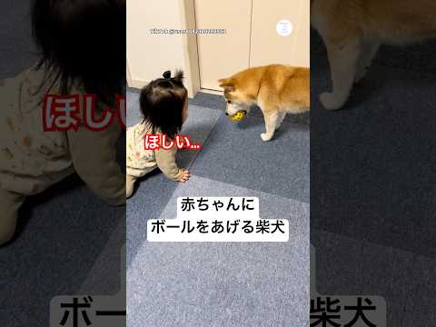 赤ちゃんにボールを譲る優しすぎる柴犬　　柴犬　犬　かわいい犬 犬のいる暮らし 赤ちゃん サムネイル