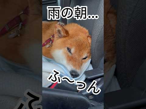 ’26.9.7 眠い力丸と雨の朝… 柴犬 柴犬のいる暮らし 柴犬の日常 shibainu 車中泊犬 眠い犬 力丸