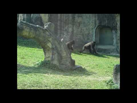 little gorilla brothers Jabali 5y4m old & Ringo 4y9m old. s…