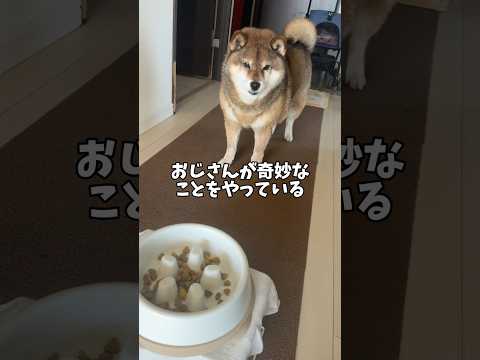 柴犬🐕早食い防止大作戦？ サムネイル