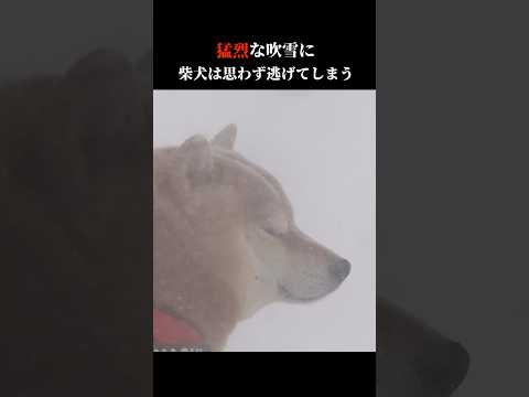 柴犬は猛烈な吹雪で逃げ帰ってしまう shibainu 大雪 犬のいる生活 サムネイル