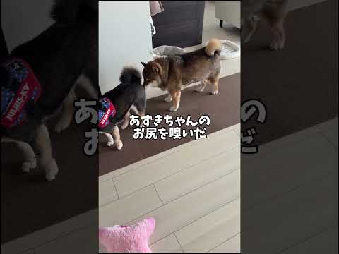 12歳柴犬が心を落ち着かせるためにやっていること サムネイル