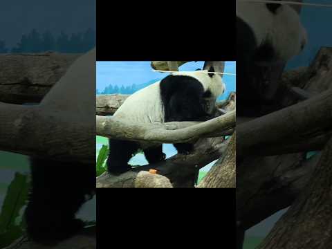 圓仔頂竹竿,彈掉竹竿好好笑😆 panda zoo cute 貓熊 熊貓 yuanzai taipeizoo 台北市立動… サムネイル