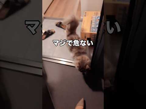 気温が下がると外に出ようとする。お出迎えしてくれてるのかどうか謎。 家猫 サイベリアン 脱走 shorts サムネイル