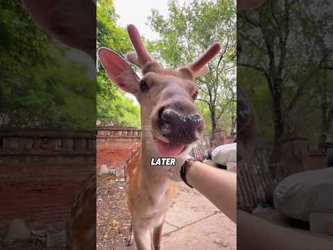 CY Pet a Deer—It Thinks You're a Bug! 🦌😂animals cute scienc…