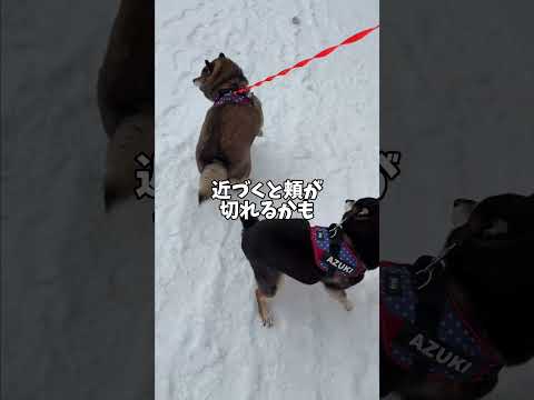 柴犬🐕に近づく際にはご注意を・・・ サムネイル