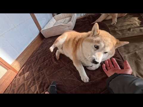 床の上でただワシャワシャ動いている指を有効的に活用するモモさん サムネイル