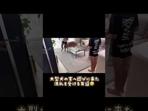 犬初心者には刺激が強すぎる ゴールデンレトリバー 大型犬のいる生活 goldenretriever 大型犬と子供
