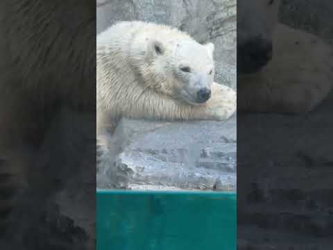 shorts モモ太くんの足の裏が見えていたので‥🤭 ホッキョクグマの仔 男鹿水族館GAOにて 2026年8月13日