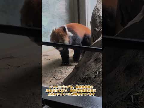 【よこはま動物園ズーラシア】レッサーパンダ✨🍃shorts サムネイル