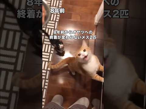 8年前と今とでさすがに声は変わったけどオヤツへの執着は変わらない2匹 子猫 茶トラ 白黒猫 shorts サムネイル
