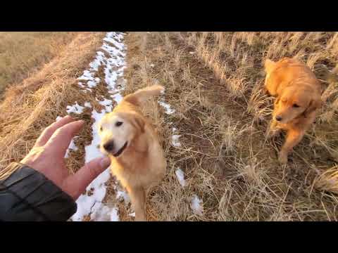 【音声無し】久しぶりに感じる夕日、今日最後の陽射しを浴びてゴールデンレトリバーと散歩。 サムネイル