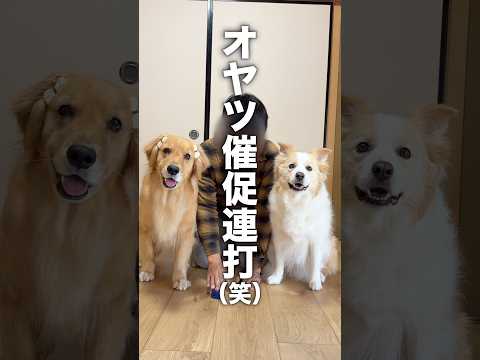 オヤツ欲しさにボタンを連打する犬...【ボーダーコリー・ゴールデンレトリバー】shorts