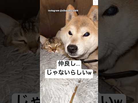 仲良しを否定する柴犬w  柴犬　犬 猫　犬のいる暮らし かわいい サムネイル