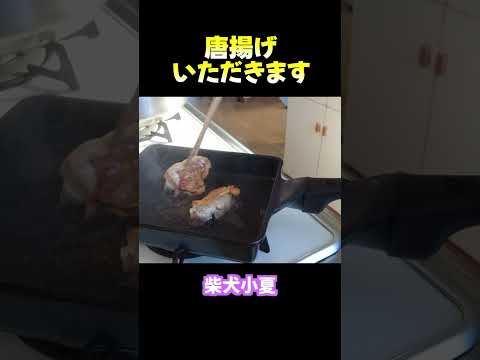 唐揚げをいただきます 神戸 柴犬 癒し サムネイル