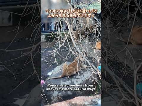 【旭山動物園】もうじゅう館🦁🐯🐆[Asahiyama Zoo]Fierce Animal House　shorts サムネイル