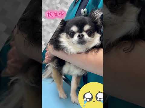 狂犬病の注射を打つチワワのいちご サムネイル