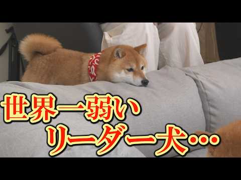 絶望的な弱さに失笑・・・普段は強くて頼もしいのに、ある時間になると弱虫になるリーダー犬・・・ サムネイル