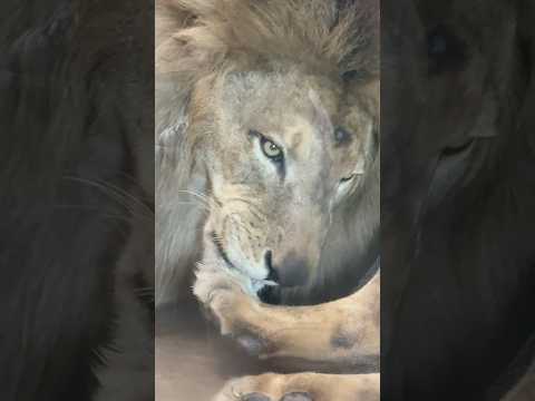 shorts 黄金のトウヤくん　ライオン🦁　千葉市動物公園　2026年7月5日 サムネイル