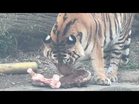 サーシャちゃん あらためて登場〜！今日はサーシャの日　アムールトラ　浜松市動物園にて　2026年2月14日 サムネイル