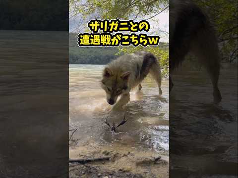 仕事で疲れた皆に贈る笑いと癒しのウルフドッグ5選ww　ウルフドッグ 笑える 癒し 大型犬のいる生活 大型犬のいる暮らし… サムネイル