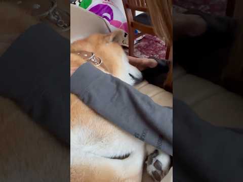 柴犬福 姉にぽたぽた焼きみたいと言われる柴犬🤣Sister and Shiba🤣姉と柴 shorts funny fu… サムネイル
