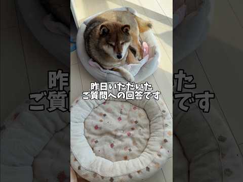 質問へ丁寧に回答する柴犬 サムネイル
