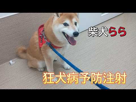 狂犬病予防注射 サムネイル