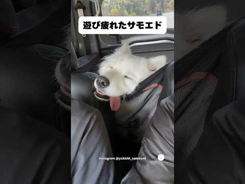遊び疲れて電池切れしたサモエド　サモエド　犬　かわいい犬 大型犬　犬のいる暮らし サムネイル