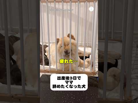 出産3日後…疲れすぎて動かなくなった犬　　犬　いぬ　チャウチャウ　かわいい犬 面白い サムネイル