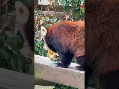 short カップデザートを召し上がる ひなたくん　日替わり特別イベント レッサーパンダのバーベキューさ、あべ！より… サムネイル