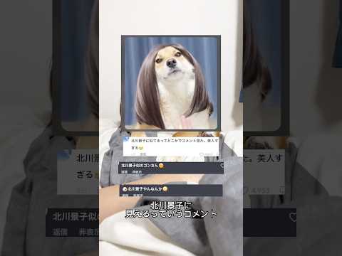 北川景子とAIに見られた柴犬 柴犬 shorts サムネイル
