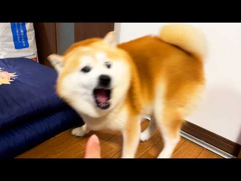 鼻カサカサ防止の軟膏にキレ散らかし、一方的に関係を断絶する柴犬→知らないうちにぬりぬり