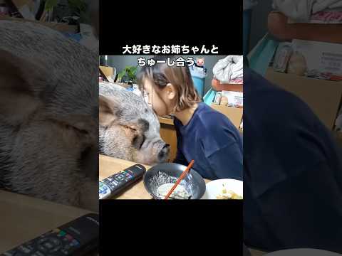 大好きなお姉ちゃんにちゅーする🐷 ミニブタ マイクロブタ ブタとの生活 shorts サムネイル
