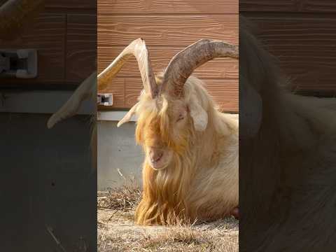 shorts イケメン ヤギさん🐐　ごかつら池どうぶつパークにて　2026年1月24日 サムネイル
