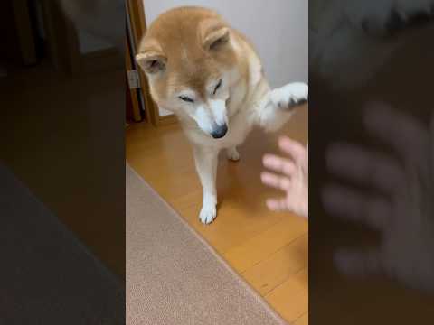 柴犬福 ダイエットのためおかしを渋る母にお手をして懇願するマザコン柴🤣Mother's boy🤣shorts 柴犬 j… サムネイル